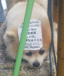 あの仔犬再会！無料？精進料理！＠チェンマイ：タイ